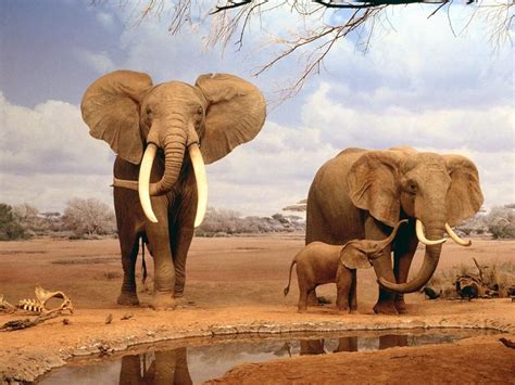 Imagenes De Animales De La Sabana Imagen Elefantes Familia De Elefantes