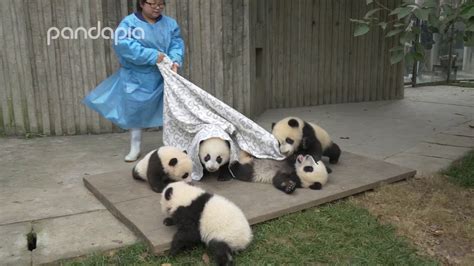 Pandas And Their Nanny Youtube