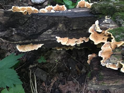 Chicken Of The Woods Rmycology