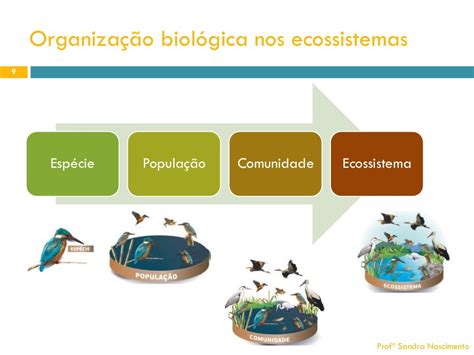 I NÍVEIS DE ORGANIZAÇÃO BIOLÓGICA