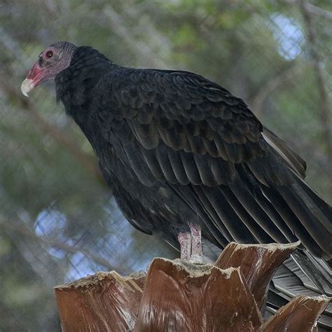 Turkey Vulture Bald Eagle Vulture Animals