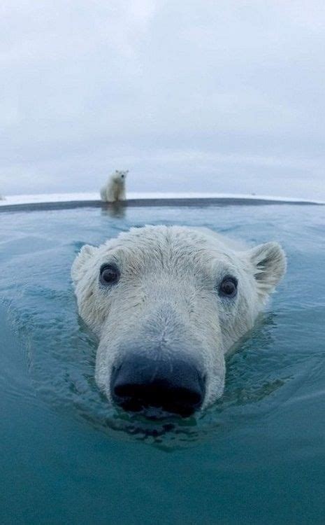 Polar Bear Close Up Baby Animals Cute Animals Polar Bear
