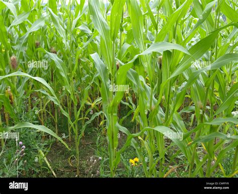 Maisfeld Zea Mays Maisfeld Stockfotografie Alamy