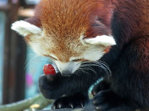 Red Panda At The Smithsonians National Zoo Enjoys A Grape 5184 × 3888