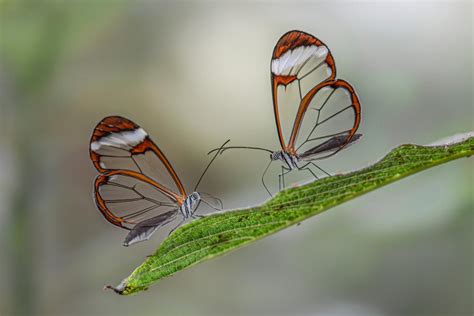 Glasswing Butterfly These Incredible Creatures Stun With Their