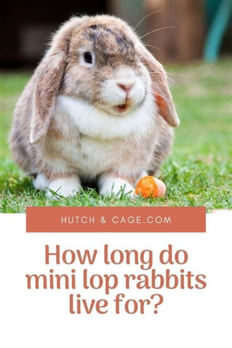 How Long Do Mini Lops Live For Life Expectancy Lifespan Mini Lop