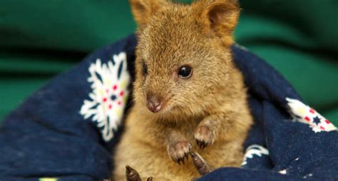 Quobba The Quokka Perth Zoo Wa Australias Cutest Animals