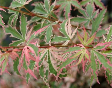 Top 7 Tips For Growing A Japanese Maple In A Pot Direct Plants