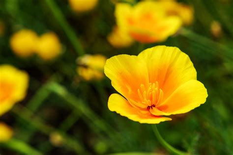 Find pictures of over 1,000 flowers with names on my pinterest board. 10 Beautiful Types of Yellow Flowers for Your Backyard