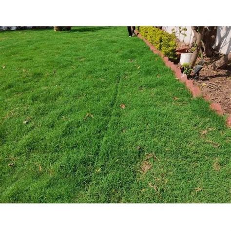 Natural Lawn Grass In Sainik Farms At Rs 14sq Ft नेचुरल ग्रास In New