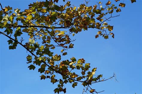 Green Maple Leaves On The Blue Sky Free Image Download