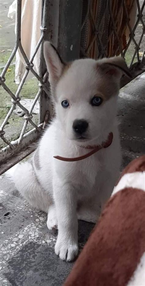 იყიდება ჰასკის ლეკვები • Husky Puppy For Sale By ჰასკიhusky