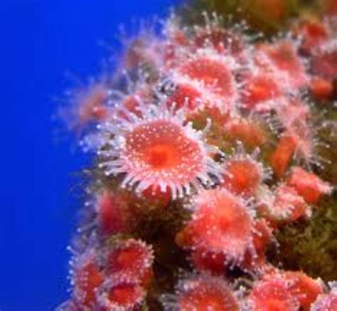 Strawberry Anemone Information And Picture Sea Animals