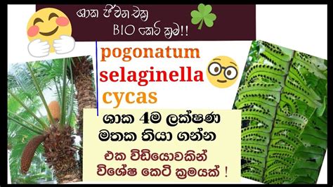 Biology Life Cycle Of Cycas Nephrolepis Pogonatum Selaginella