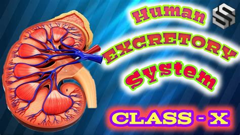 Human Excretory System Class Th Youtube