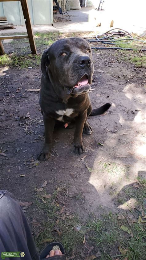 Cane Corso Stud Service Stud Dog Houston Breed Your Dog