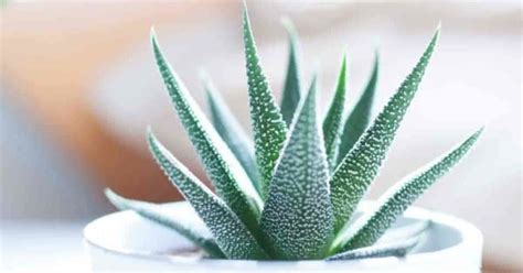 Well, these combination of traits are. Easy Care Cactus Plants: Interesting Additions To Home And ...