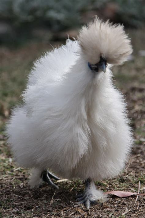 Silkie The Fluffy Chicken Never Ever Seen Before