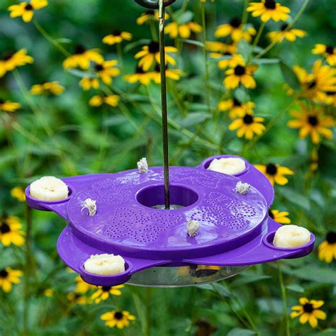 Buy Butterfly Feeder And Nectar Garden Essentials Brecks