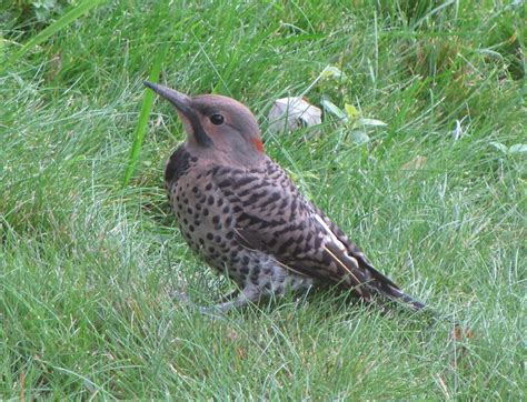 Baby Flicker Woodpecker Photo Taken With A Canon Powershot Sx10 Is