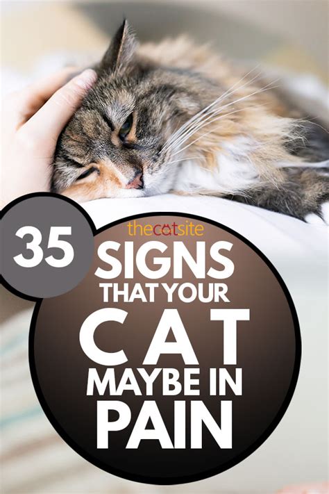 35 Signs That Your Cat May Be In Pain Critical Cues You Should Never