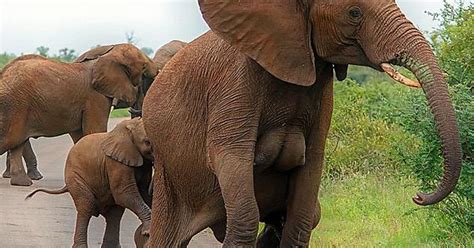 Mother Elephants Have Very Human Like Mammary Glands Imgur