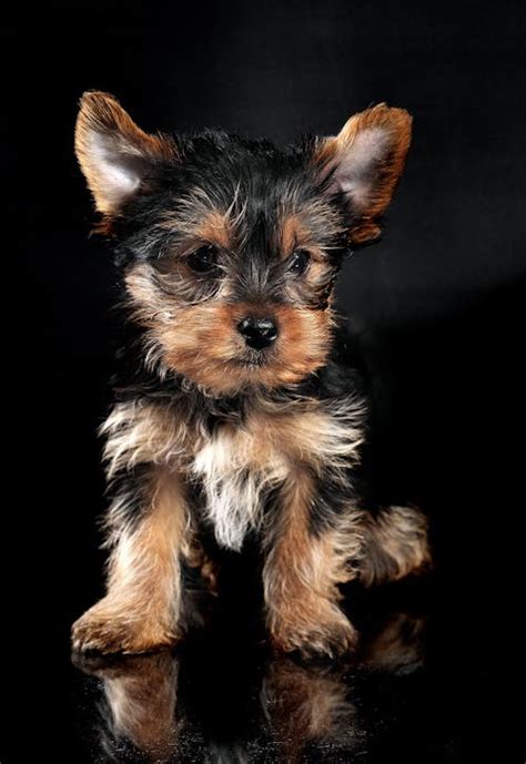 Yorkshire Terrier Dog · Free Stock Photo