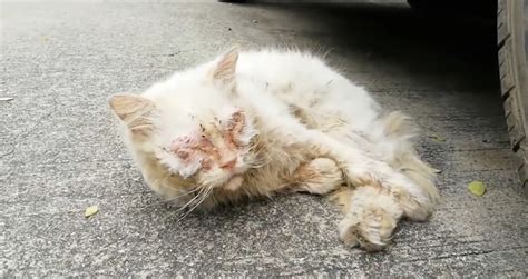 Poor Cat Was Rescued From Darkness Unable To See Anything Until Shes