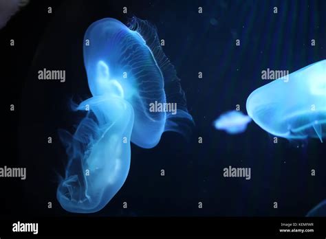 Multicolored Jellyfish Swim Under Water Stock Photo Alamy