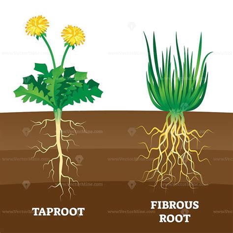 Taproot And Fibrous Root Example Comparison Vector Illustration Scheme