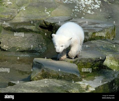 Knut The Famous Polar Bear Cub In Berlin Zoo Stock Photo Alamy