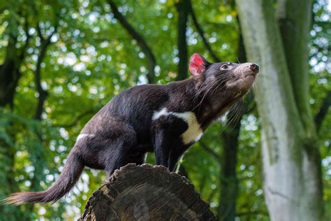 9 Enlightening Facts About Tasmanian Devils