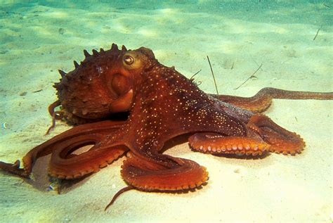 Common Octopus Octopus Vulgaris Facts And Images