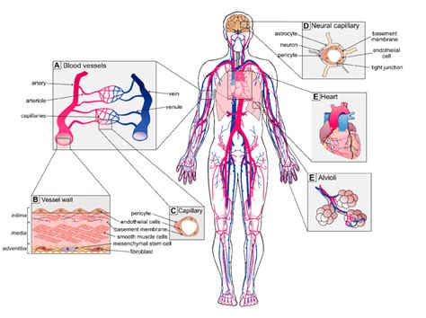 Arteriosclerosis occurs when the blood vessels that carry oxygen and nutrients from your heart to the rest of your body (arteries) become thick and stiff — sometimes restricting blood flow to your organs and tissues. Unique vascular beds in the human body. (A) Blood vessels ...