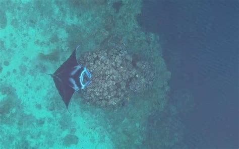 Baby Manta Rays New Light Shed On Their Life In Indonesian Aquatic