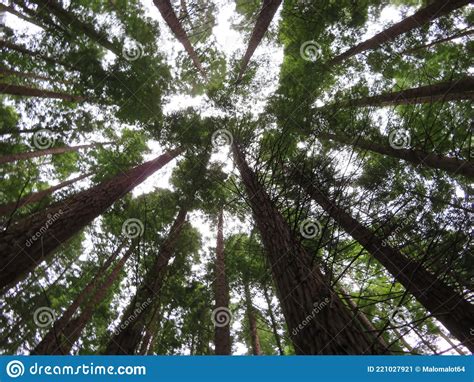 Beautiful Redwood Forest Giant Trees Huge Fat Tall Wood Stock Image