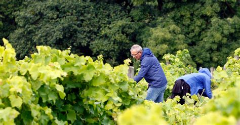 Volunteers grape picking at the Holmfirth Vineyard - YorkshireLive