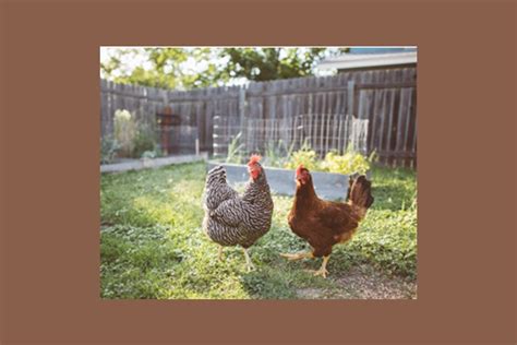 Wa Salmonella Outbreak Linked To Backyard Poultry Elkhorn Media Group
