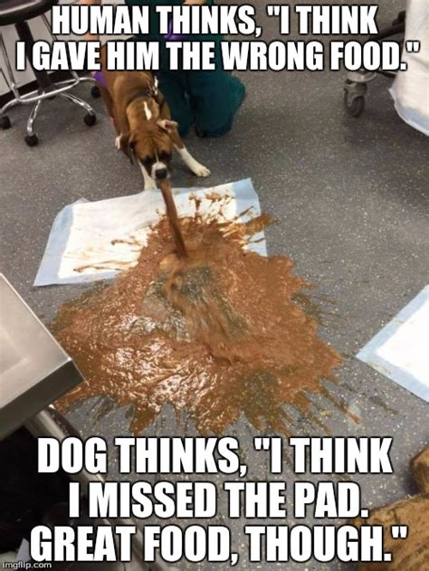 Dog Vomit Memes Imgflip