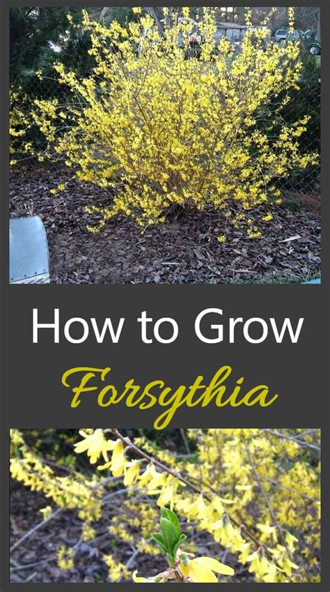 Fast Growing Forsythia Bushes Bring Summer Color To The Garden