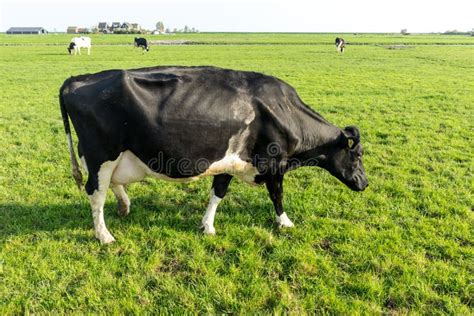 Netherlandswetlandsmaarken A Black Cow Standing On Top Of A Lush