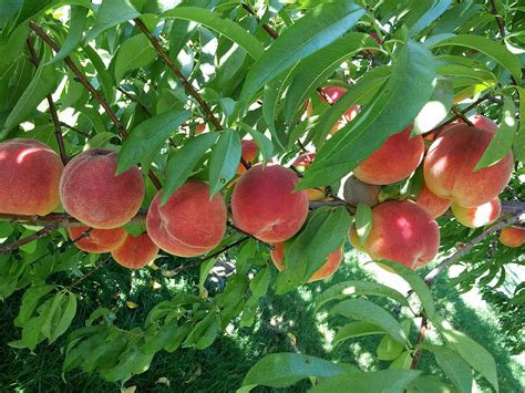 Types Of Fruit Trees Cooperative Extension Tree Fruits
