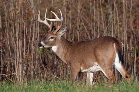 President Trump Signs Important Bill To Open Land To Sportsman