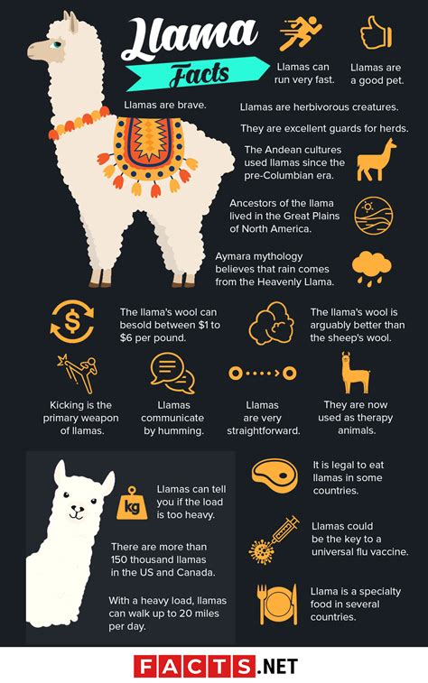 50 Beautiful Llama Facts You Dont Want To Miss