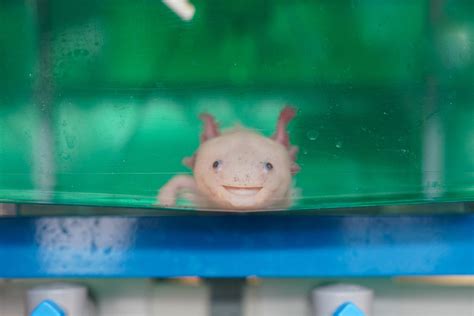 Studying A Gene Lurking In The Regeneration Pathway Of Axolotls A