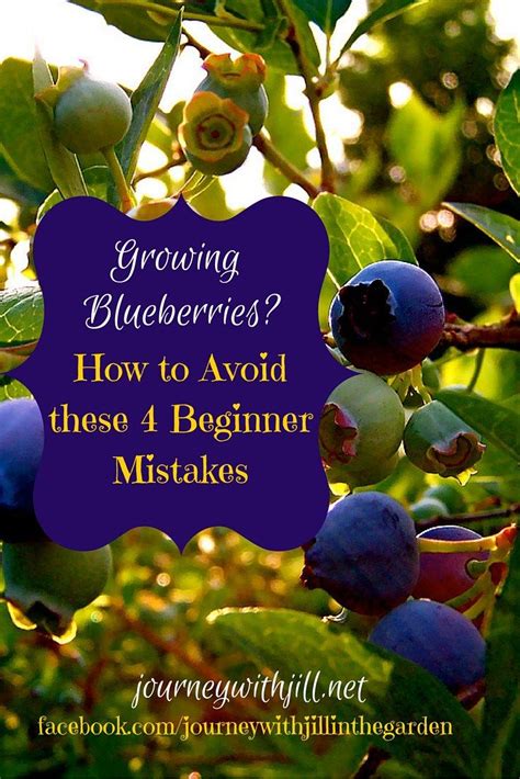 When Do You Plant Blueberry Bushes