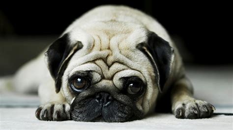 Search 123rf with an image instead of text. All Wallpapers: Pug Dog Hd Wallpapers