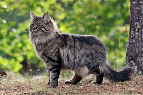 Cat Breeds That Get Along With Dogs Readers Digest Canada