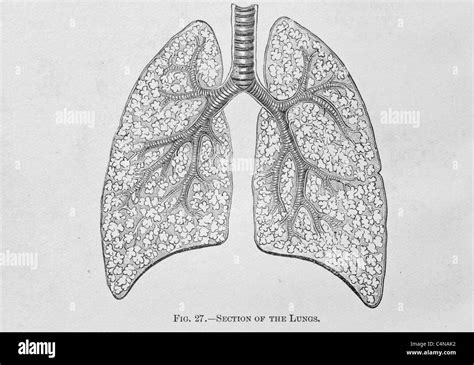 Anatomy Antique Illustration Medical Physiology Stock Photo Alamy