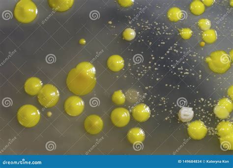 Bacteria Grown From Skin Smear Colonies Of Micrococcus Luteus And